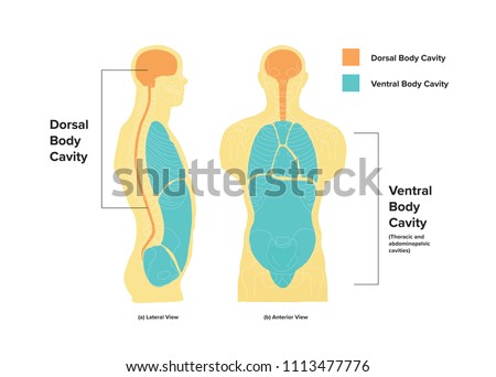 Ventral muscles diagram