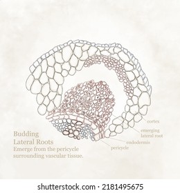 Diagram Of An Emerging Lateral Root At The Cellular Level