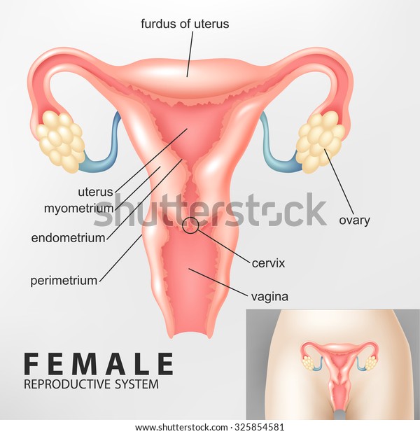 female reproductive model labeled