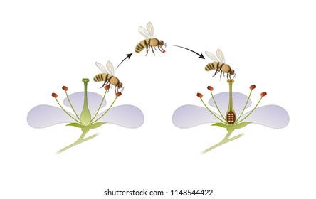 Diagram of flower pollination by an insect
