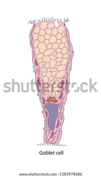 Diagram of goblet cell. Cells are located in the\
gastric glands into\
stomach