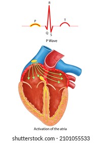 Diagram Of Heart Waves, P-waves, P-waves And QRS Complex