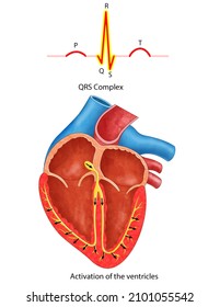 Diagram Of Heart Waves, P-waves, P-waves And QRS Complex