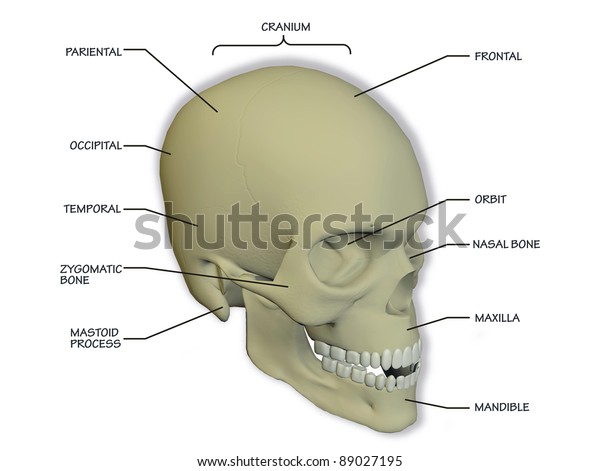 Diagram Human Skull Stock Illustration 89027195