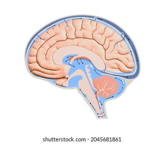 Csf の画像 写真素材 ベクター画像 Shutterstock