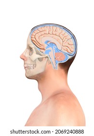 Diagram Illustrating Cerebrospinal Fluid CSF In The Brain Central Nervous System. Skull, Brain Structure,2d Graphic, Illustration, 3d Render