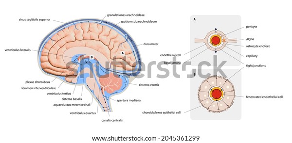 脳中枢神経系の脳脊髄液を示す図 脳構造 2dグラフィック イラトス のイラスト素材