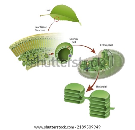 Diagram of a leaf structure Stock photo © 