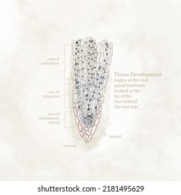 Diagram Of The Meristematic Region Of The Root Tip At The Cellular Level