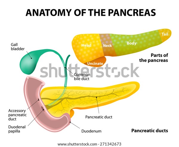 Diagram Parts Pancreas Pancreas Duodenum Gall Stock Illustration ...