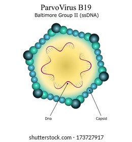 Diagram Of Parvo Virus B19 Particle Structure