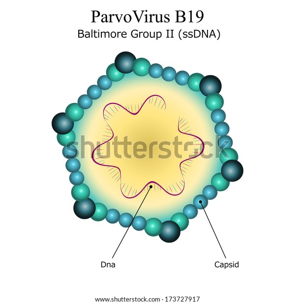 Diagram Parvo Virus B19 Particle Structure: ภาพประกอบสต็อก 173727917 ...