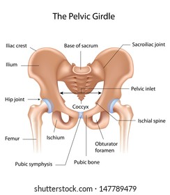 Diagram of the pelvic girdle labeled 