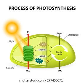 Diagram Of The Process Of Photosynthesis, Showing The Light Reactions And The Calvin Cycle