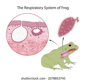 Diagram Of The Respiratory System Of An Adult Frog