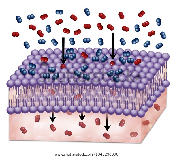 細胞膜を通る物質の選択的透過性の図 酸素は膜を通して拡散するが 窒素は通じない のイラスト素材