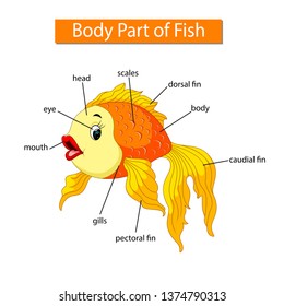 Diagram showing body part of fish