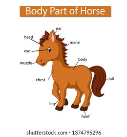 Diagram showing body part of horse