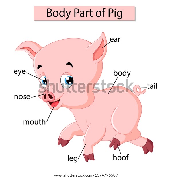 Diagram Showing Body Part Pig Stock Illustration 1374795509