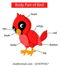 Diagram showing body part of red cardinal bird
