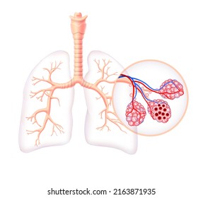 Diagram Showing The Healthy Trachea And Air Sacs Of The Human Lungs. Use In Medicine And Education