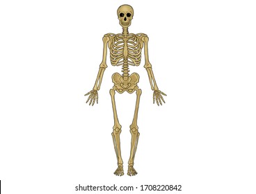 Skeleton Human Images, Stock Photos & Vectors | Shutterstock