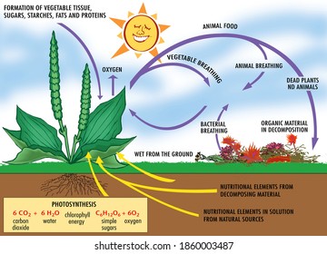 Photosynthesis Process Images Stock Photos Vectors Shutterstock