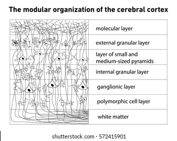 Diagram of the structure of the cerebral cortex