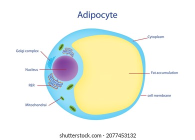 Diagram of structure of a fat cell or adipocyte shows golgi complex, nucleus, RER, mitochondria, cytoplas, membrane and fat accumulation.