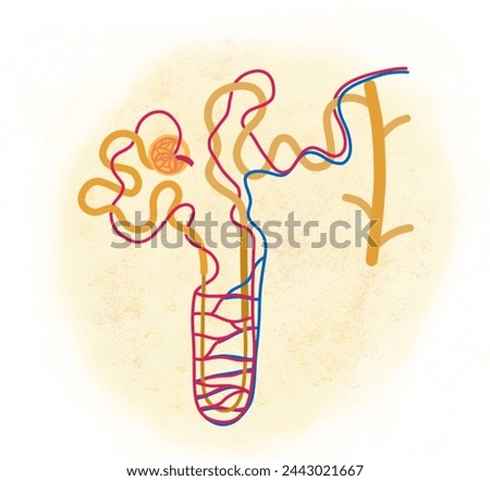 Diagram of structure of nephron- PCT, DCT, Loop of henle, Renal Corpuscle, Vasa recta, Collecting Duct (unlabelled) Stock photo © 
