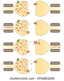 Diagrams Showing The Function Of A Chemical Synapse.  No Labelling.  