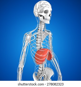 Diaphragm Stock Illustration 278082323 | Shutterstock