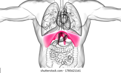 42,740 Breathing anatomy Images, Stock Photos & Vectors | Shutterstock