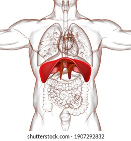 Diaphragm Human Respiratory System Anatomy For Medical Concept 3D Illustration
