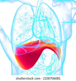 Diaphragm Human Respiratory System Anatomy For Medical Concept 3D Illustration