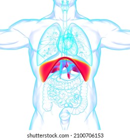 Diaphragm Human Respiratory System Anatomy Medical Stock Illustration ...