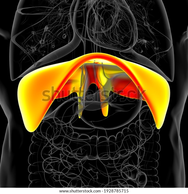 Diaphragm Human Respiratory System Anatomy Medical Stock Illustration 