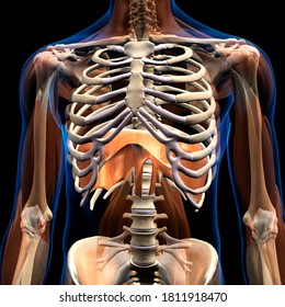 The Diaphragm Muscle in Isolation Human Anatomy 3D Rendering