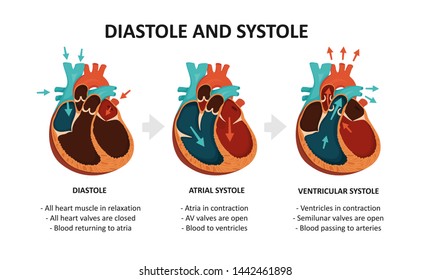 Diastole And Systole. Cardiac Cycle