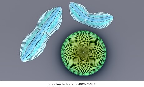 Diatoms 3d Illustration