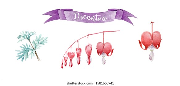 Dicentra flowers   leaves watercolor illustration set   Hand drawn broken heart flower and buds blooming element  Bleeding heart blossom decoration for Valentine's day  isolated white background