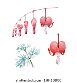 Dicentra flowers   leaves watercolor illustration set  Hand drawn broken heart flower and buds blooming element  Bleeding heart blossom decoration for Valentine's day  isolated white background
