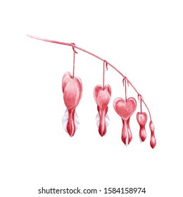 Dicentra flowers the stem watercolor illustration  Hand drawn broken heart flower and buds blooming element  Bleeding heart blossom decoration for Valentine's day  isolated white background 