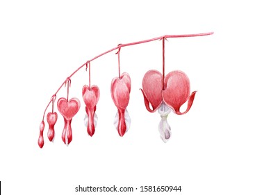 Dicentra flowers watercolor illustration   Hand drawn broken heart flower and buds blooming element  Bleeding heart blossom decoration for Valentine's day  isolated white background 
