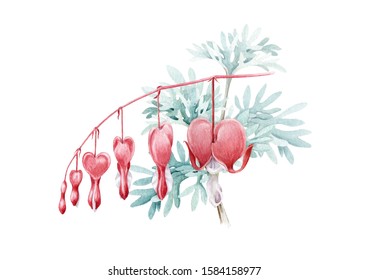 Dicentra flowerswith leaves watercolor illustration  Hand drawn broken heart flower and buds  Bleeding heart blossom decoration for Valentine's day  isolated white background 
