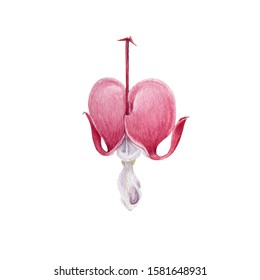 Dicentra single flower watercolor illustration   Hand drawn broken heart flower blooming element  Bleeding heart blossom decoration for Valentine's day  isolated white background 