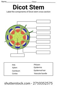 Dicot stem cross section label for education 