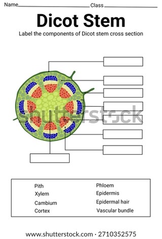 Dicot stem cross section label for education 