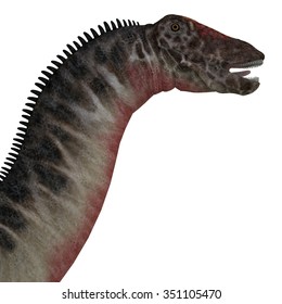 Dicraeosaurus Dinosaur Head - Dicraeosaurus Was A Sauropod Herbivorous Dinosaur That Lived In The Jurassic Era Of Tanzania, Africa.