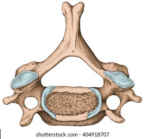 Didactic board, cervical spine, common vertebral morphology, sixth cervical vertebra, cervical vertebrae, transverse foramen, vertebral foramen, superior view
